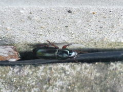 Harpalus affinis