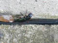 Harpalus affinis