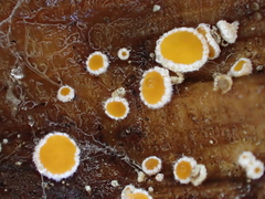 Capitotricha bicolor