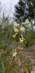 Astragalus trichopodus antisellii