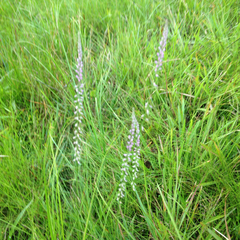 Polygala appendiculata