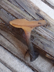 Sclerotinia