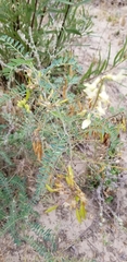 Astragalus trichopodus antisellii