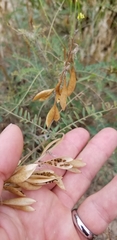 Astragalus trichopodus antisellii