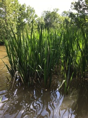 Zizaniopsis miliacea