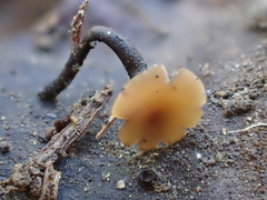 Ciboria rufofusca