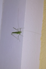 Acrometopa servillea