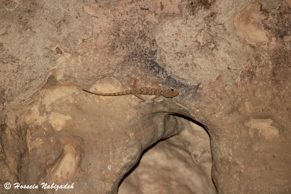 Illam Leaf-toed Gecko