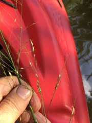 Zizaniopsis miliacea