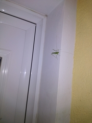 Acrometopa servillea