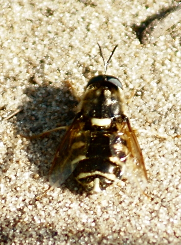 Stratiomys obesa