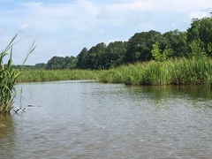 Zizaniopsis miliacea