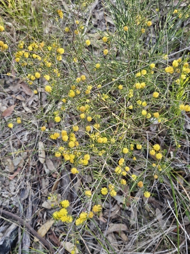 Image of Acacia brownii by (c) Richard Dimon, some rights reserved (CC BY)