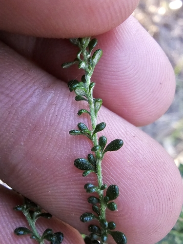 Image of Olearia microphylla by (c) Richard Dimon, some rights reserved (CC BY)