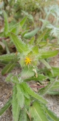 Centaurea benedicta