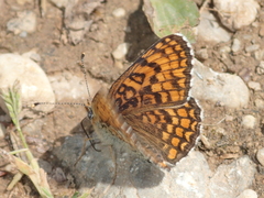 Melitaea ornata
