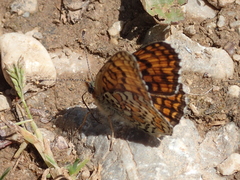 Melitaea ornata