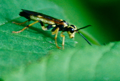 Tenthredo verticalis
