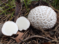 Lycoperdon subcretaceum