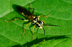 Tenthredo verticalis