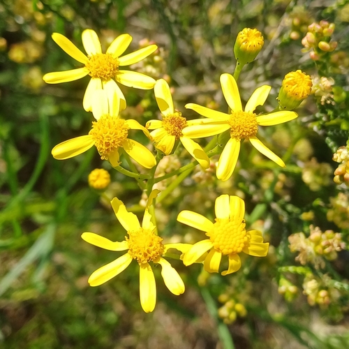 Image of Senecio burchellii by (c) Martjie Fia Fourie, some rights reserved (CC BY)