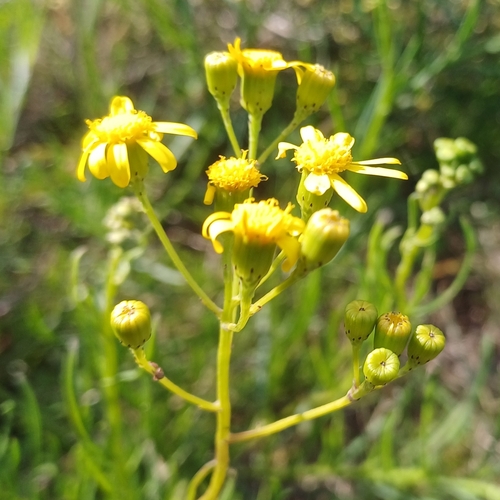 Image of Senecio burchellii by (c) Martjie Fia Fourie, some rights reserved (CC BY)