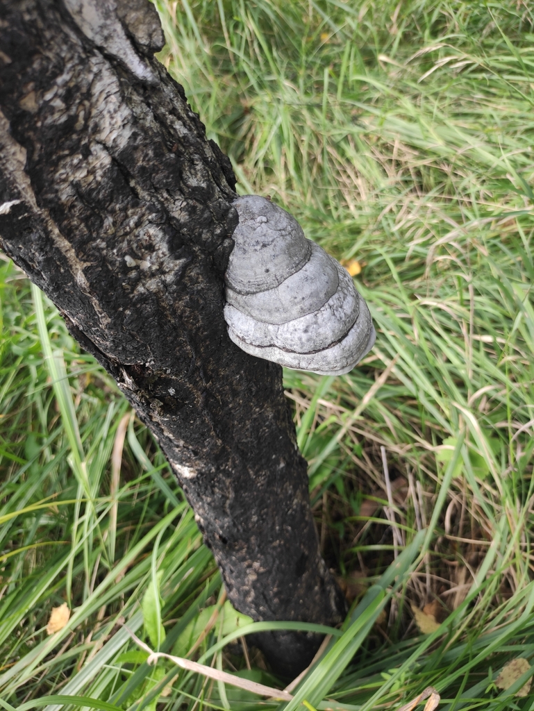 Fomes fomentarius · August 2024 · photo: © wrrite (iNaturalist, cc-by)