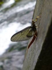 Ephemera zettana