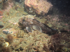 Bovichtus argentinus