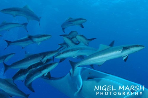 Cobia