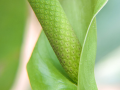 Anthurium schlechtendalii
