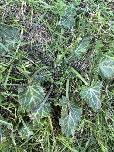 Eryngium variifolium