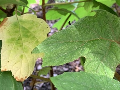 Chrysopilus basilaris