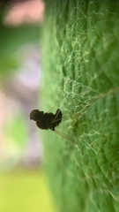 Chrysopilus basilaris