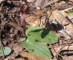 Chiloglottis × pescottiana