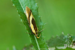 Harpella forficella