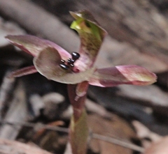 Chiloglottis × pescottiana