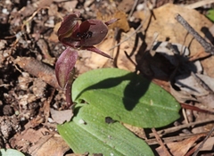 Chiloglottis × pescottiana