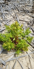 Rumex palustris