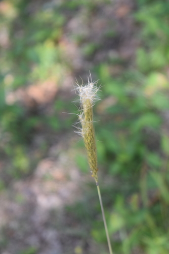 Bothriochloa barbinodis var. barbinodis