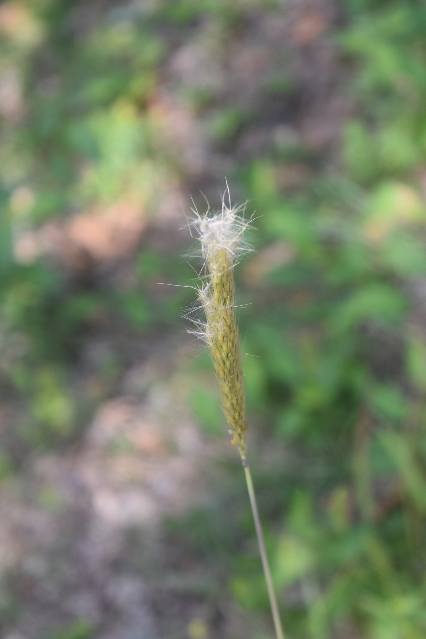 Bothriochloa barbinodis var. barbinodis