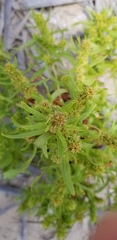 Rumex palustris