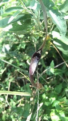 Aristolochia erecta