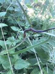 Aristolochia erecta
