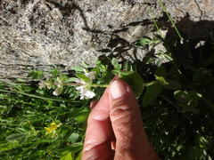 Stachys rigida rigida