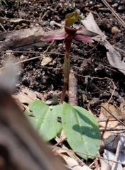 Chiloglottis × pescottiana