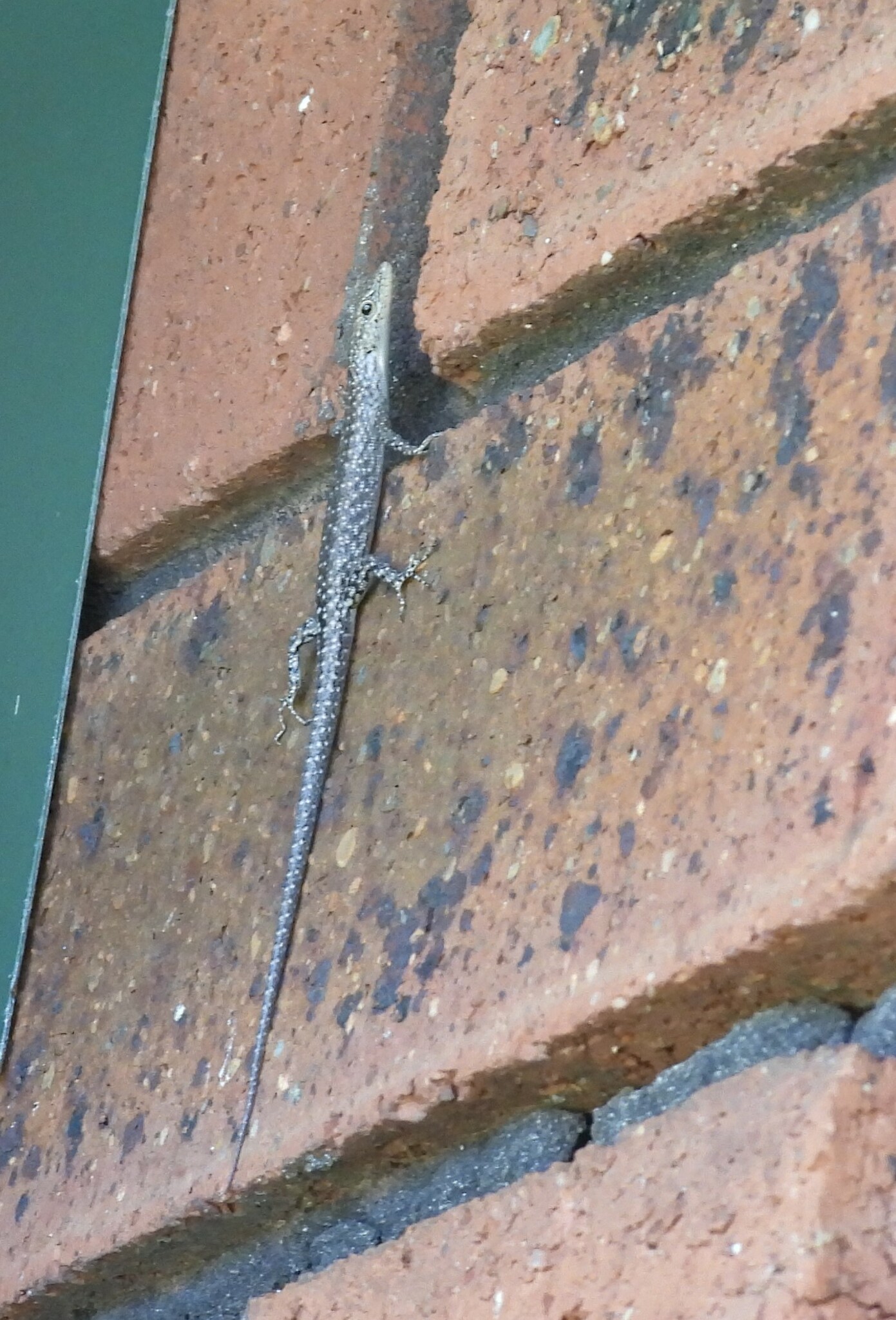 Pygmy Snake-Eyed Skink