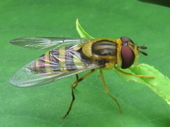 Syrphus knabi