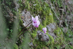 Cyclamen