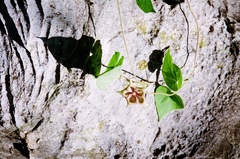 Dictyanthus reticulatus